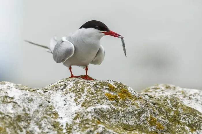 Framed Print : Arctic Tern (Sterna paradisaea) with sandeel in beak, Farne Islands, United Kingdom Framed Print : Arctic Tern (Sterna paradisaea) with sandeel in beak, Farne Islands, United Kingdom