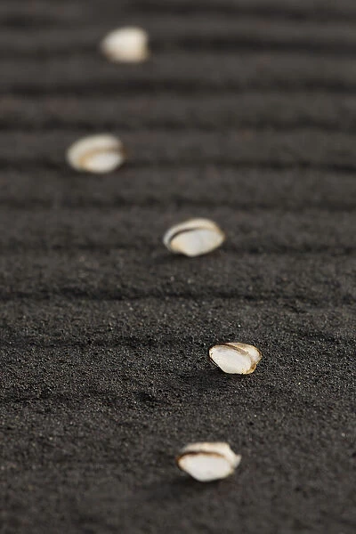 Arrangement of empty white shells on a black sandy beach rippled by the elements, Reynisfjara, Vik, Sudhurland, Iceland