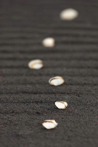 Arrangement of empty white shells on a black sandy beach rippled by the elements, Reynisfjara, Vik, Sudhurland, Iceland