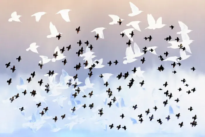 Framed Print : Artistic, multi-layered impression of flying Common Starlings (Sturnus vulgaris), The Netherlands Framed Print : Artistic, multi-layered impression of flying Common Starlings (Sturnus vulgaris), The Netherlands