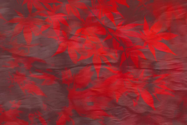 Artistic photograph of red autumn Acer leaves