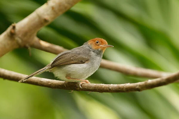 Ashy Tailorbird (Orthotomus ruficeps), Singapore