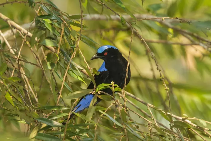 Framed Print : Asian Fairy-bluebird (Irena puella), Doi Inthanon, Thailand