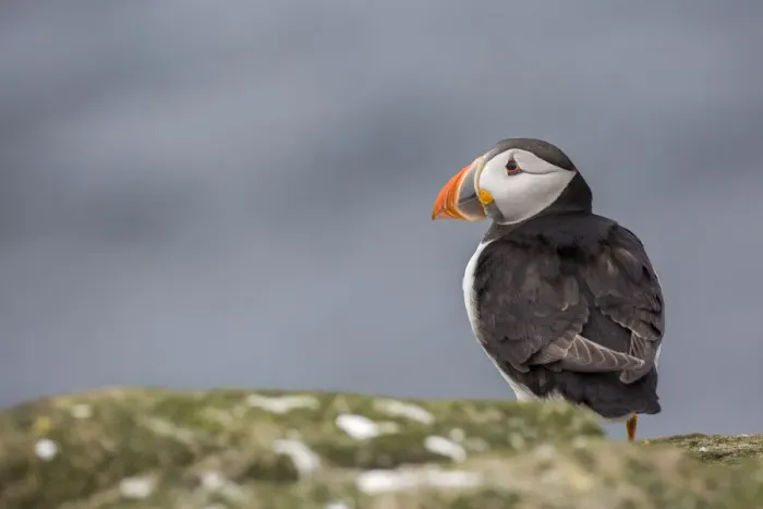 Framed Print : Atlantic Puffin (Fratercula arctica), Farne Islands, United Kingdom Framed Print : Atlantic Puffin (Fratercula arctica), Farne Islands, United Kingdom