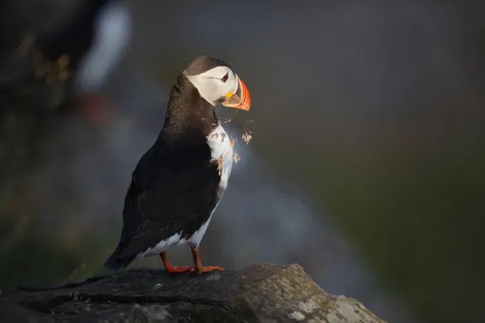 Framed Print : Atlantic Puffin (Fratercula arctica), Norway Framed Print : Atlantic Puffin (Fratercula arctica), Norway