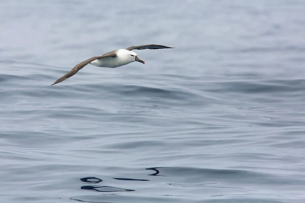 Atlantic Yellow-nosed Albatross (Thalassarche chlororhynchos) flying, Victoria, Australia