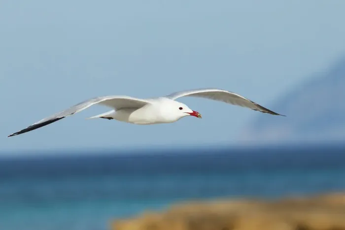 Framed Print : Audouins Gull (Ichthyaetus audouinii) flying, Mallorca, Spain Framed Print : Audouins Gull (Ichthyaetus audouinii) flying, Mallorca, Spain