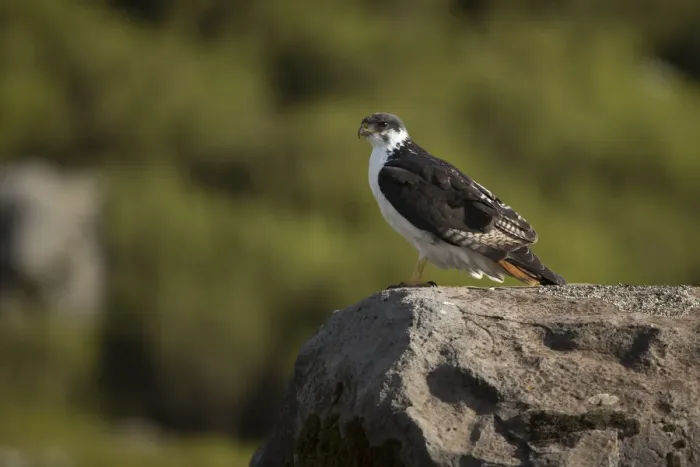 Framed Print : Augur Buzzard (Buteo augur) perched on a rock, Bale Mountains National Park, Ethiopia Framed Print : Augur Buzzard (Buteo augur) perched on a rock, Bale Mountains National Park, Ethiopia