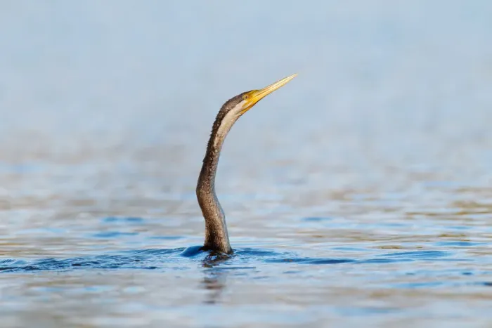 Framed Print : Australasian Darter (Anhinga novaehollandiae), Victoria, Australia Framed Print : Australasian Darter (Anhinga novaehollandiae), Victoria, Australia