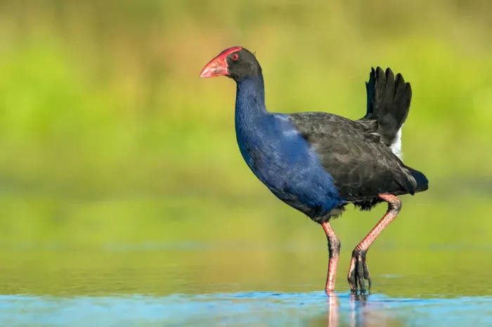 Framed Print : Australasian Swamphen (Porphyrio melanotus melanotus), Victoria, Australia Framed Print : Australasian Swamphen (Porphyrio melanotus melanotus), Victoria, Australia