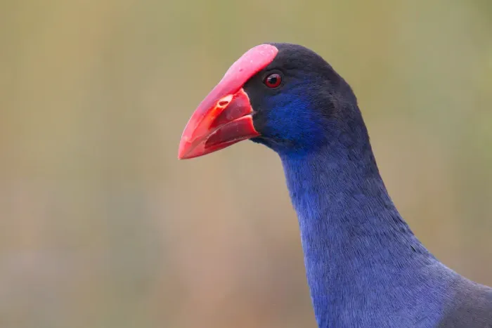 Framed Print : Australasian Swamphen (Porphyrio melanotus melanotus), Australia Framed Print : Australasian Swamphen (Porphyrio melanotus melanotus), Australia