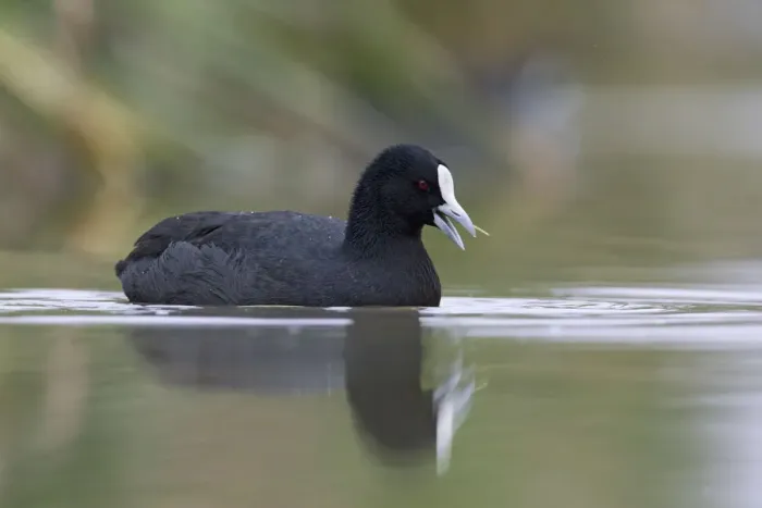 Framed Print : Australian Coot (Fulica atra australis), Victoria, Australia Framed Print : Australian Coot (Fulica atra australis), Victoria, Australia
