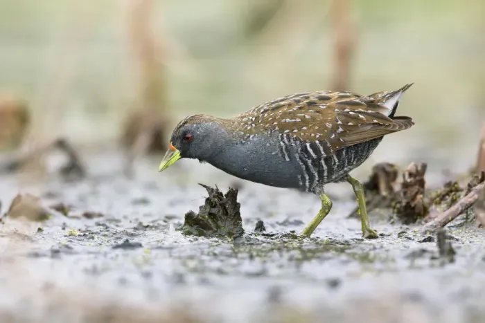 Framed Print : Australian Crake (Porzana fluminea) foraging, Victoria, Australia Framed Print : Australian Crake (Porzana fluminea) foraging, Victoria, Australia