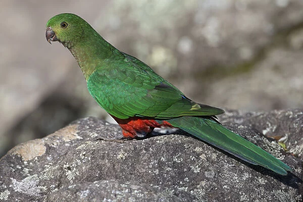 Australian King Parrot (Alisterus scapularis) female, Australia