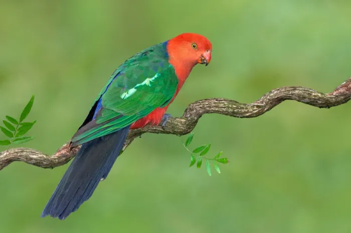 Framed Print : Australian King Parrot (Alisterus scapularis) male, Victoria, Australia Framed Print : Australian King Parrot (Alisterus scapularis) male, Victoria, Australia