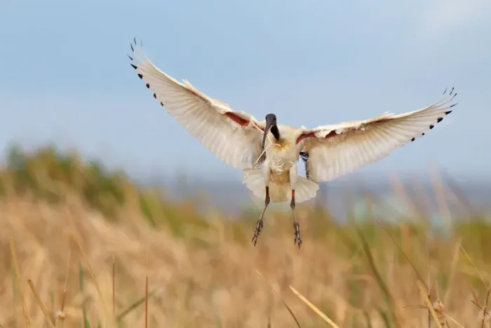 Framed Print : Australian White Ibis (Threskiornis molucca) flying, Victoria, Australia Framed Print : Australian White Ibis (Threskiornis molucca) flying, Victoria, Australia