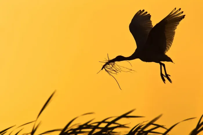 Framed Print : Australian White Ibis (Threskiornis molucca) flying, Victoria, Australia Framed Print : Australian White Ibis (Threskiornis molucca) flying, Victoria, Australia