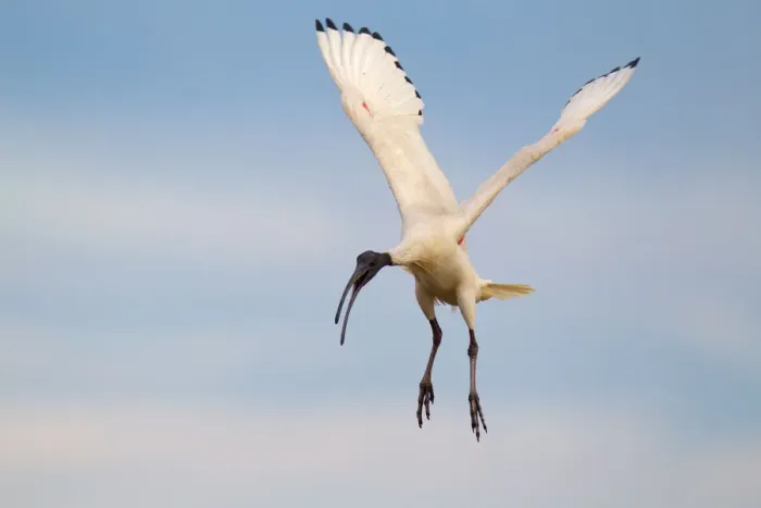 Framed Print : Australian White Ibis (Threskiornis molucca) flying, Victoria, Australia Framed Print : Australian White Ibis (Threskiornis molucca) flying, Victoria, Australia