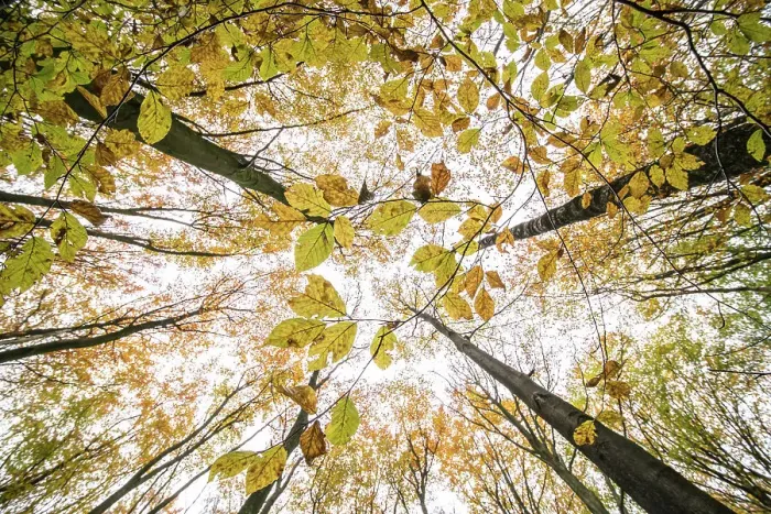 Framed Print : Autumn-colours foliage of a Beech (Fagus sp. ) tree, seen from a worm's eye perspective, Speulderbos, Gelderland, The Netherlands Framed Print : Autumn-colours foliage of a Beech (Fagus sp. ) tree, seen from a worm's eye perspective, Speulderbos, Gelderland, The Netherlands