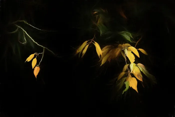 Framed Print : Autumn leaves against a black background, The Netherlands Framed Print : Autumn leaves against a black background, The Netherlands