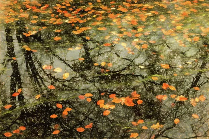 Framed Print : Autumn leaves floating on the water with reflected trees, The Netherlands Framed Print : Autumn leaves floating on the water with reflected trees, The Netherlands
