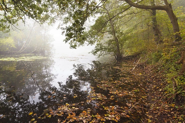 Autumn leaves in lake with trees at shore and morning haze, Noordhollands Duinreservaat