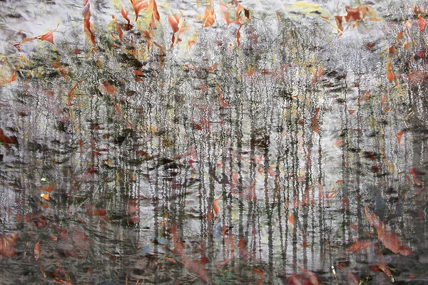 Autumn leaves in the water