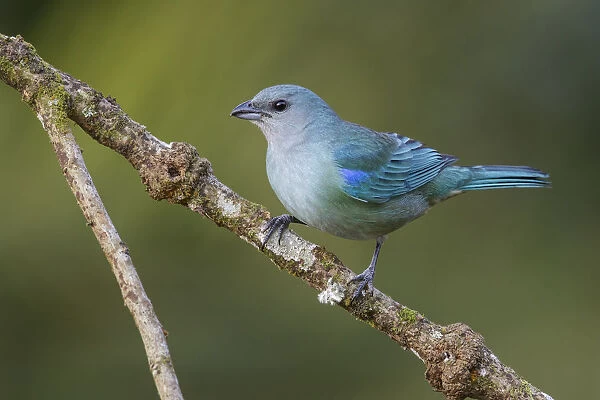 Azure-shouldered Tanager (Thraupis cyanoptera) perched on a branch, Atlantic rainforest