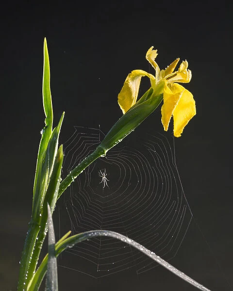 Back-lit Yellow Flag Iris (Iris pseudacorus) with European Grass Spider (Tetragnatha extensa) on web spanning dew-covered leaves and stems, Stover Country Park, Devon, United Kingdom