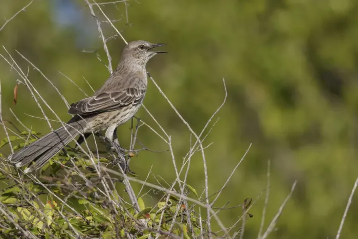 Framed Print : Bahama Mockingbird (Mimus gundlachii) singing, Cuba Framed Print : Bahama Mockingbird (Mimus gundlachii) singing, Cuba
