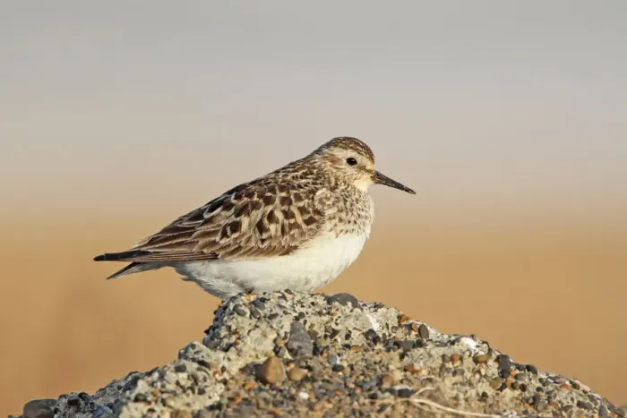 Framed Print : Bairds Sandpiper (Calidris bairdii) female, Alaska, USA Framed Print : Bairds Sandpiper (Calidris bairdii) female, Alaska, USA