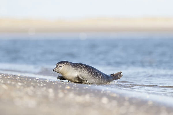 Baltic ringed seal (Pusa hispida) in water near a sandy beach, de Hors, Texel, Noord-Holland