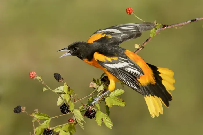 Framed Print : Baltimore Oriole (Icterus galbula) male, Texas, USA Framed Print : Baltimore Oriole (Icterus galbula) male, Texas, USA