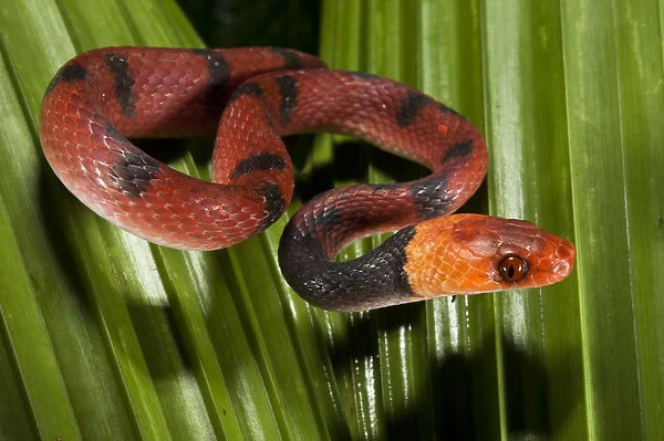 Banded Tree Snake (Tripanurgos compressus), Yasuni National Park, Amazon Rainforest
