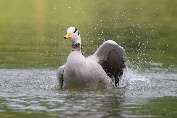 Framed Print : Bar-headed Goose (Anser indicus) bathing, Bavaria, Germany Framed Print : Bar-headed Goose (Anser indicus) bathing, Bavaria, Germany
