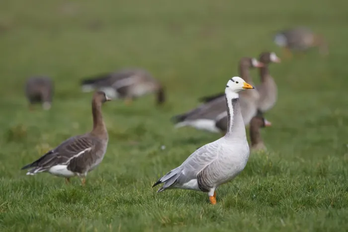 Framed Print : Bar-headed Goose (Anser indicus) and Greater White-fronted Geese (Anser albifrons) Framed Print : Bar-headed Goose (Anser indicus) and Greater White-fronted Geese (Anser albifrons)