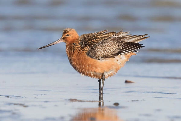 Bar-tailed Godwit (Limosa lapponica) adult male ruffling its feathers along the shoreline
