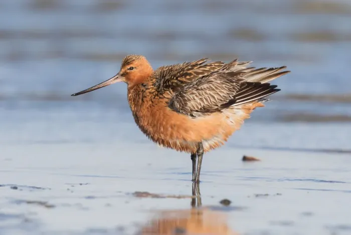 Framed Print : Bar-tailed Godwit (Limosa lapponica) adult male ruffling its feathers along the shoreline Framed Print : Bar-tailed Godwit (Limosa lapponica) adult male ruffling its feathers along the shoreline