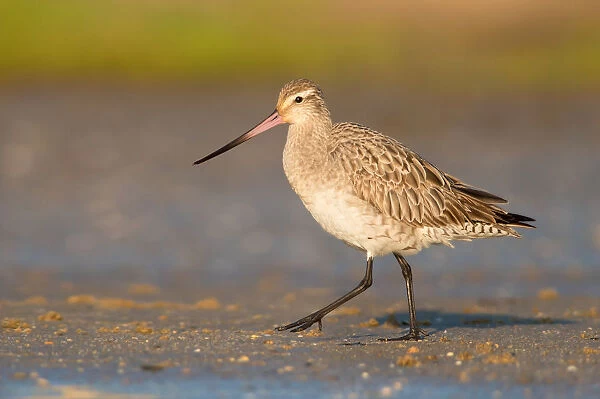 Bar-tailed Godwit (Limosa lapponica) foraging, Queensland, Australia