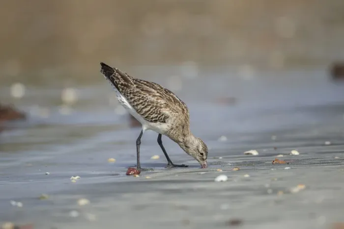 Framed Print : Bar-tailed Godwit (Limosa lapponica) foraging, Gambia Framed Print : Bar-tailed Godwit (Limosa lapponica) foraging, Gambia