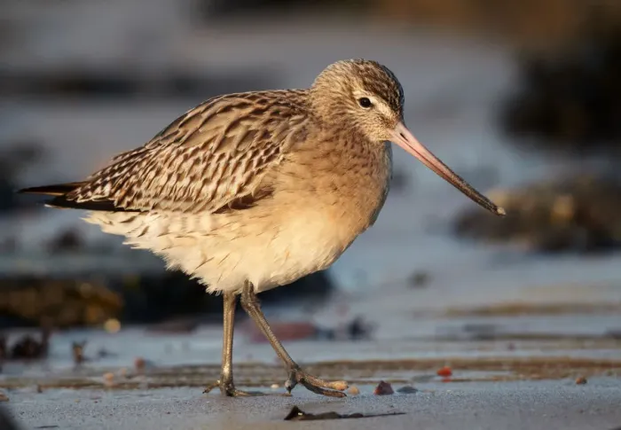 Framed Print : Bar-tailed Godwit (Limosa lapponica) foraging, Schleswig-Holstein, Germany Framed Print : Bar-tailed Godwit (Limosa lapponica) foraging, Schleswig-Holstein, Germany