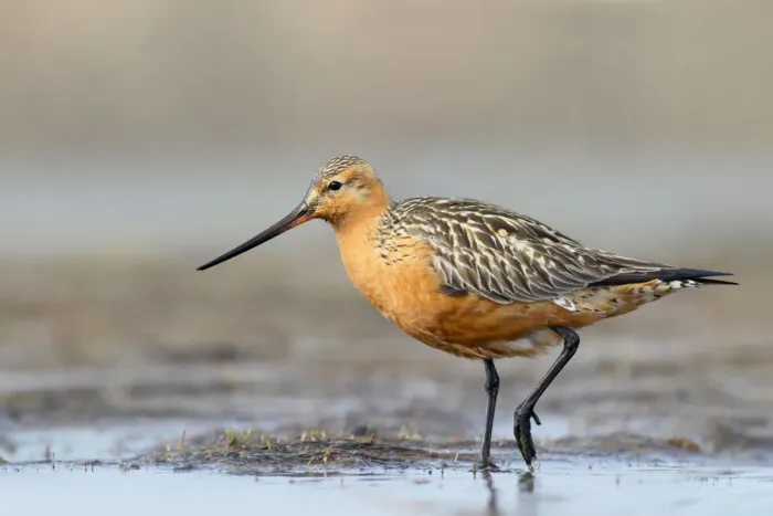 Framed Print : Bar-tailed Godwit (Limosa lapponica) male, Alaska, USA Framed Print : Bar-tailed Godwit (Limosa lapponica) male, Alaska, USA
