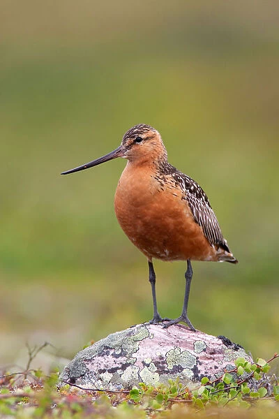 Bar-tailed Godwit (Limosa lapponica) male, Finnmark, Norway