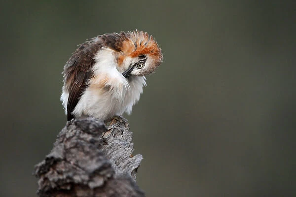 Bare-cheeked Babbler (Turdoides gymnogenys), Namibia