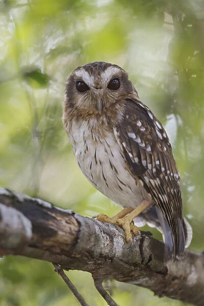 Bare-legged Owl (Margarobyas lawrencii), Cuba