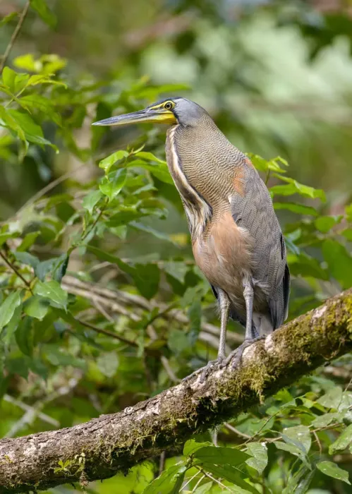 Framed Print : Bare-throated Tiger Heron (Tigrisoma mexicanum) perched on a branch, Alajuela, Costa Rica Framed Print : Bare-throated Tiger Heron (Tigrisoma mexicanum) perched on a branch, Alajuela, Costa Rica