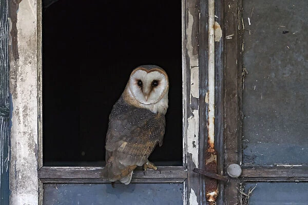 Barn Owl (Tyto alba) in a barn, Barchem, Gelderland, The Netherlands