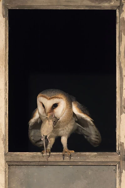 Barn Owl (Tyto alba) in a barn with a caught mouse in its beak, The Neterlands