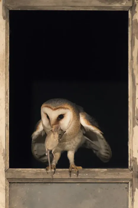Framed Print : Barn Owl (Tyto alba) in a barn with a caught mouse in its beak, The Neterlands Framed Print : Barn Owl (Tyto alba) in a barn with a caught mouse in its beak, The Neterlands