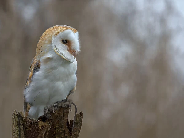 Barn Owl (Tyto Alba) with caught mouse perched on treestump, Kamperveen, Overijssel, The Netherlands